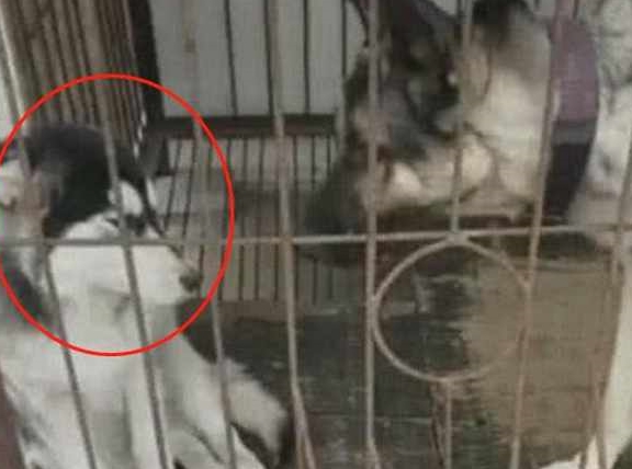 因为二哈欺负老实德牧，主人生气把它们关在了一起，二哈反应笑哭主人