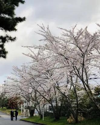 足迹|日本新潟大学：追寻川端康成的足迹 在雪国找到属于自己的浪漫