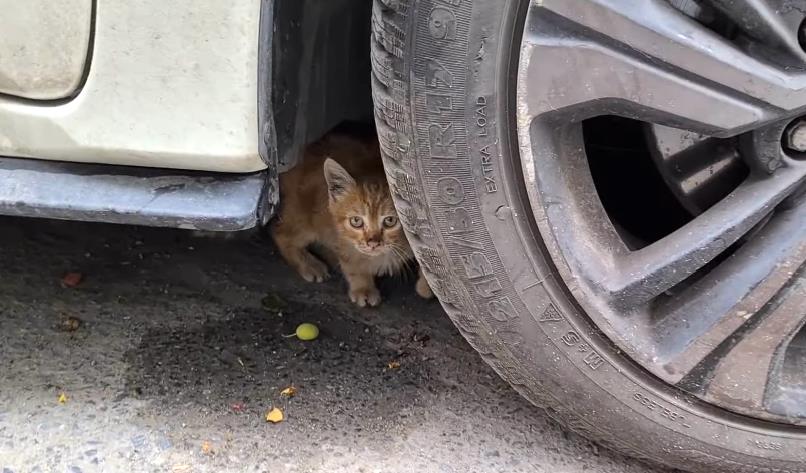 猫咪小猫不慎走丢，四处流浪吃尽苦头，本想认“干妈”，大猫纷纷躲避