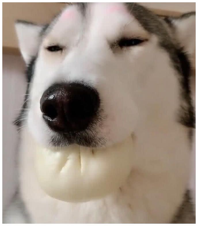 包子女子给二哈包子当早餐，回来觉得不对，仔细一看赶紧拍照发朋友圈
