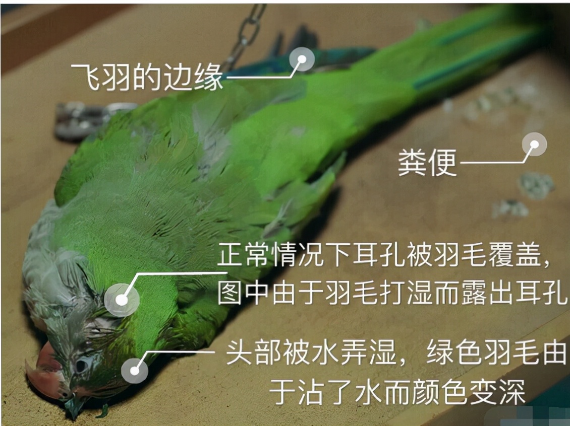 事件|虐猫、杀马、炸死功勋犬，为了所谓的艺术，他们都干了些什么？