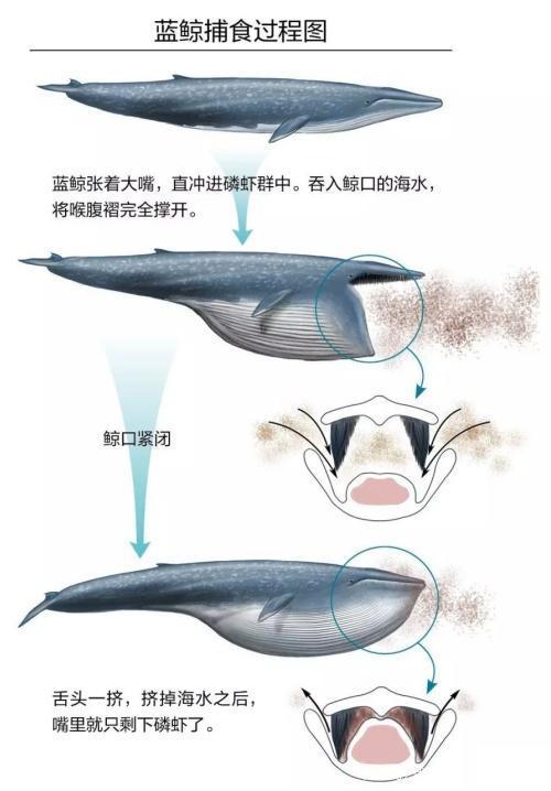 一个人如果被鲸鱼吞了手里拿一把锋利的刀有可能逃脱吗