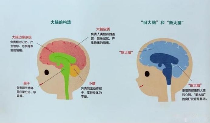 大脑长在头的位置图图片