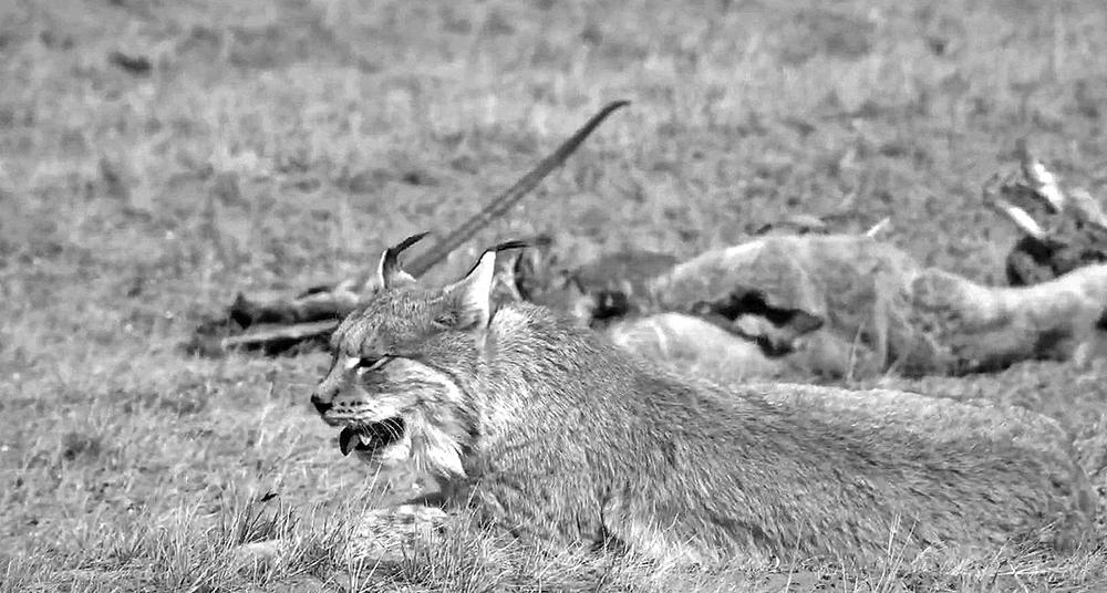 生态管护员首次拍摄到猞猁捕食藏羚羊画面