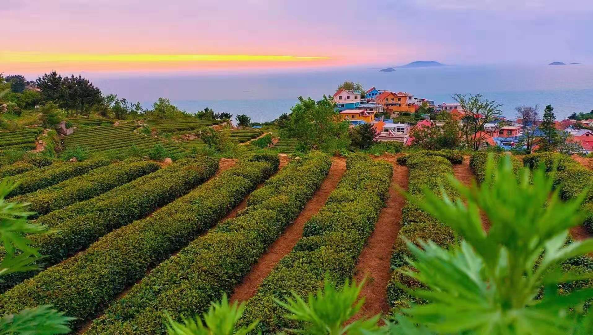 崂山原产地老茶农种的豌豆香味绿茶_茶叶_支持_qdlsc
