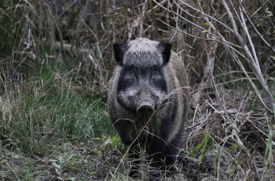 野猪
