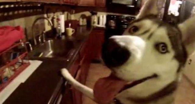 鸡仔二哈精心照顾小鸡仔，2个月后画风突变！