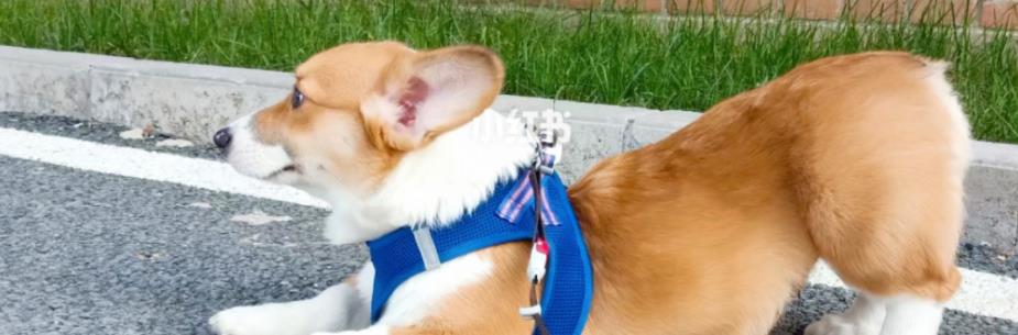 智商黑背柯基和黄背柯基哪个贵?