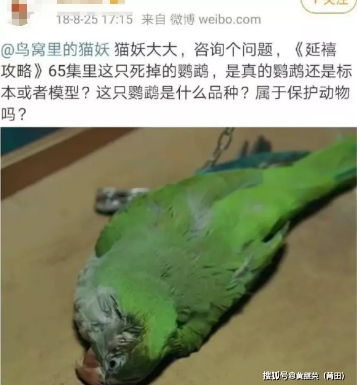 猫咪|于正“虐猫”事件升级：他犯的错，远没有这么简单