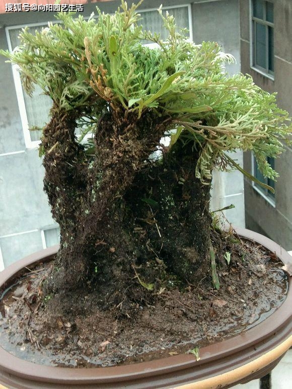 乡下随处可见的"九死还魂草",也叫卷柏,花鸟市场80一棵_植物_叶子