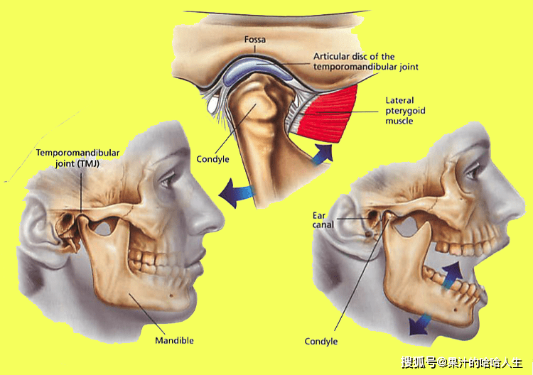 口腔_嘴巴_关节