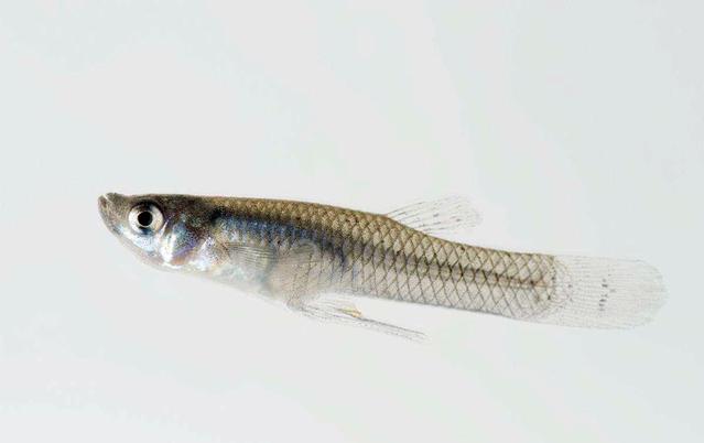 怎么养鱼才能长得快 836e780b70444635b99c986e5ccdb0c7.jpeg