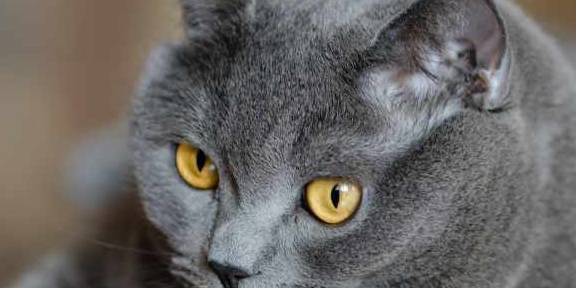 体重这几种易胖体质的猫，连橘猫都赶不上它们，胖到看不见腿