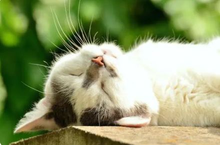 农家|国产猫咪冻干零食哪个牌子,好幼猫吃什么零食