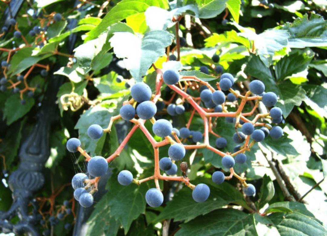 原创我国高架桥种满了爬山虎为什么要种爬山虎不会破坏桥体吗