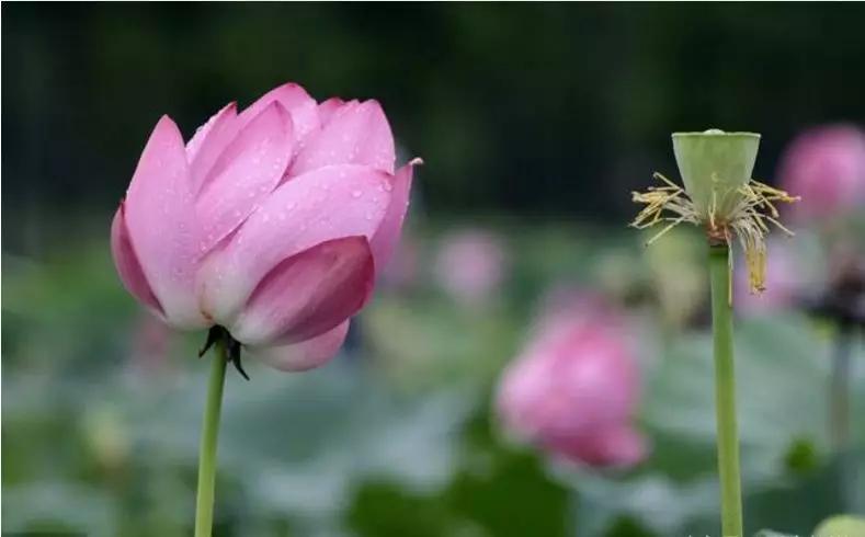 事事如意下一句 eee2d1f881544a9dac882b0c3842b039.jpeg