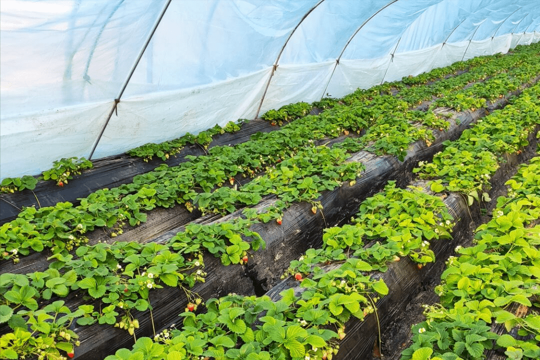 草莓用什么肥,让品质,口感更好?_大棚_生物_长势