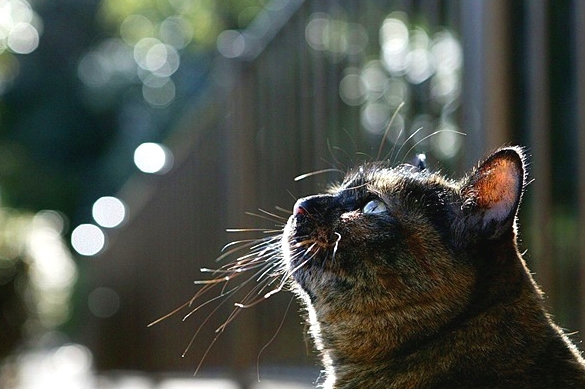 猫咪害怕鞭炮声的视频 25b3cf3a4124445294c38f8ca2221f00.jpeg