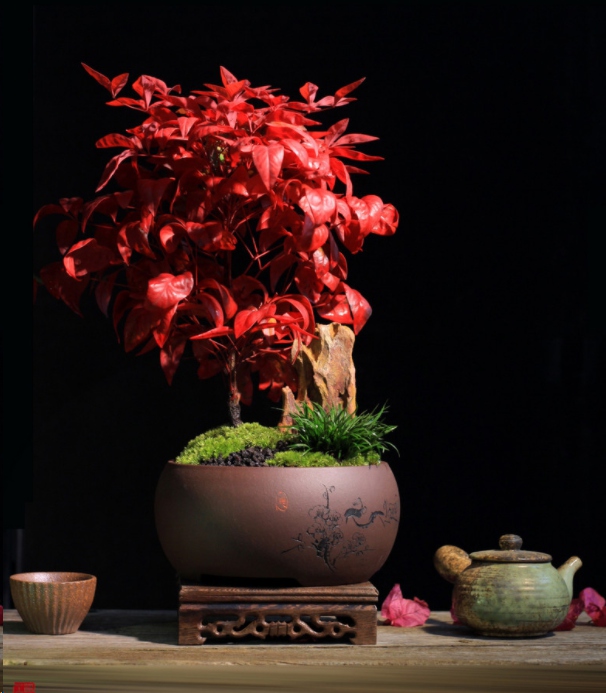 蓝妖火焰南天竹的养殖方法和注意事项