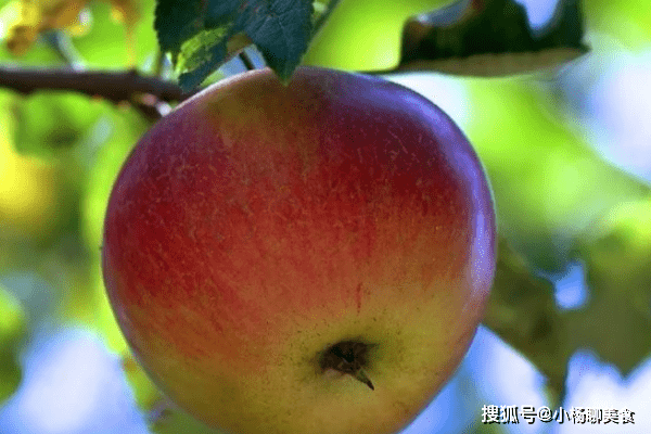 严重|吃错苹果等于白吃,吃苹果的最佳时间告诉你,不要再吃错了!