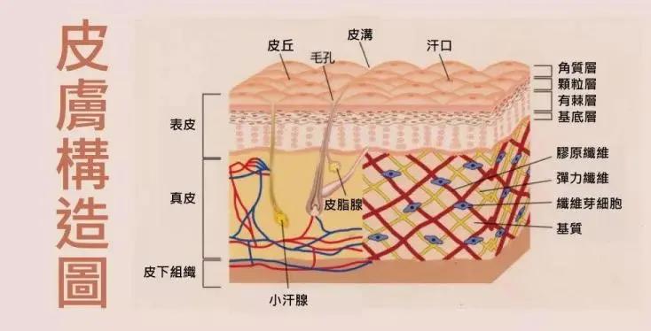 真皮原来男生的脸皮真的比女生的厚！