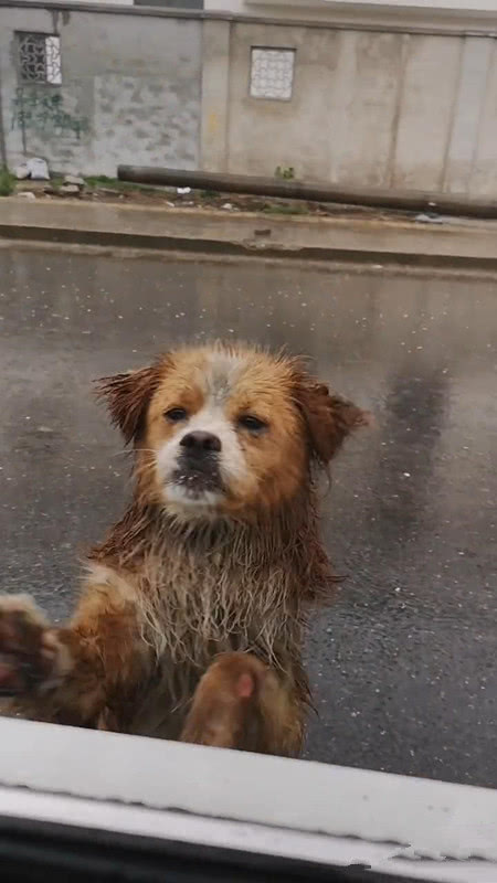 男子在工地上养了一只流浪狗,得知工人离开时,狗狗站在雨中送别! 男子在工地上养了一只流浪狗,得知工人离开时,狗狗站在雨中送别!