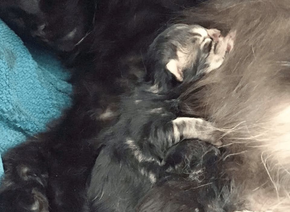 曾经喂养的小黑猫突然消失，却在一年之后，带着孩子找上门来