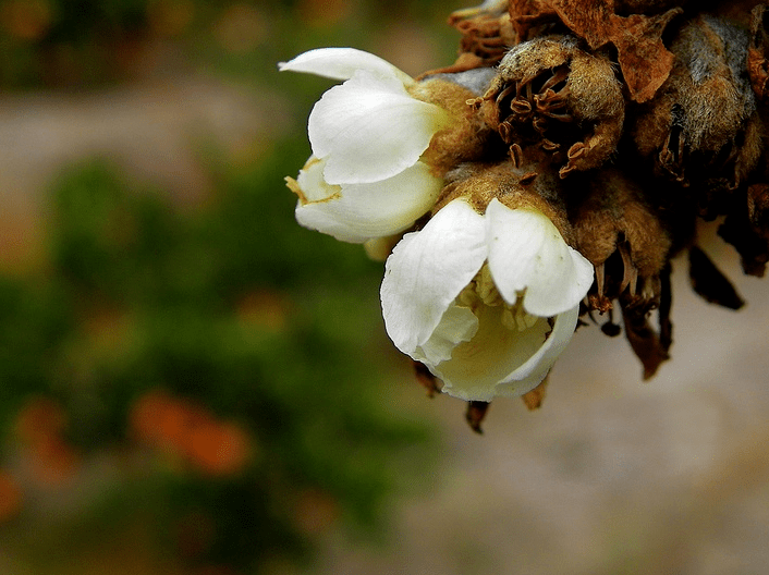 67枇杷花开如雪白,十二首枇杷花的诗词,开在冬天的枇杷花_花下_洪咨