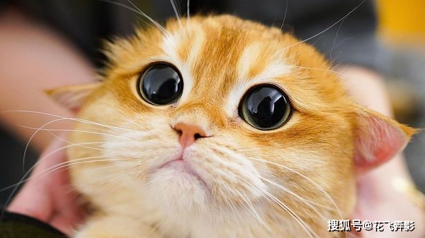 英短猫因长相酷似"靴子猫"走红,小胖脸大眼睛萌翻全球网友