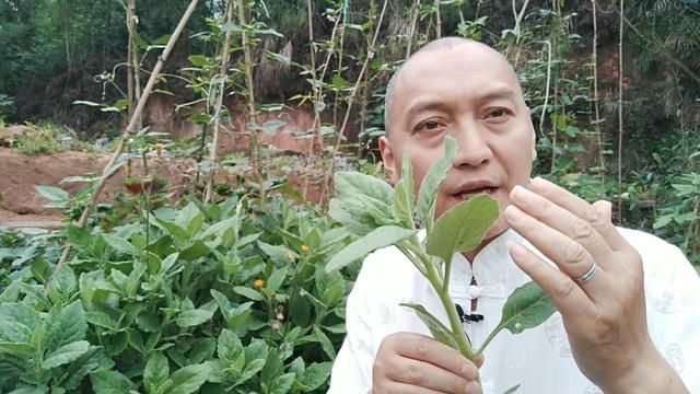 农民叫它"胖儿参",白子菜降"三高",有"神仙草"之美称_食用_农村_治疗