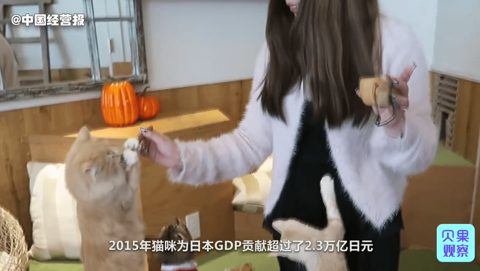 猫咖风刮不过云吸猫 疯狂开店4000家的猫咖 为啥纷纷倒闭 猫咪咖啡馆 日本 消费者