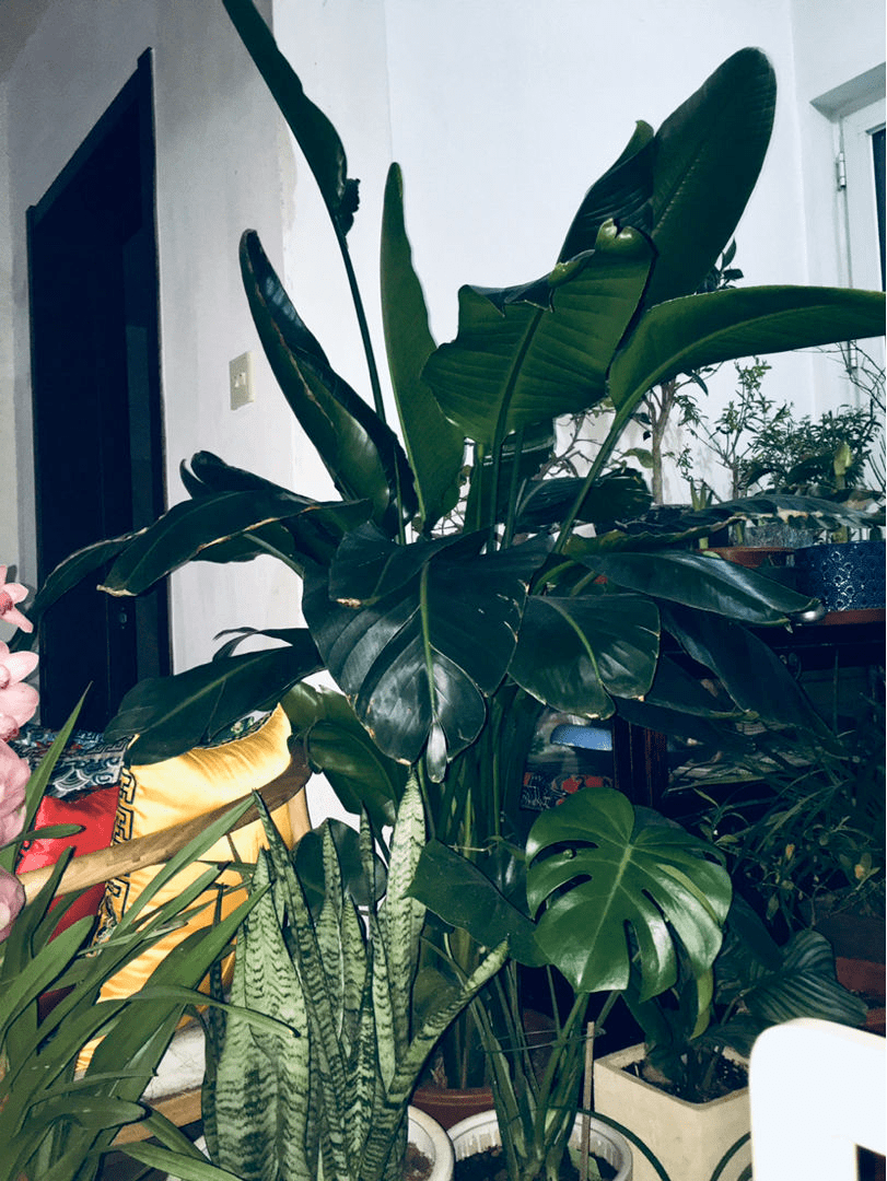 5种大叶子花千万别错过,气质十足有格调,放在家里很吉祥_橡皮树_养护