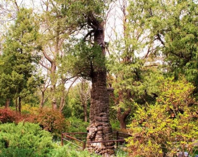 霜眉的冢,封名为"虬龙冢",旁边的那颗参天巨树,封名为"虬龙柏"