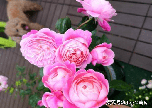 双十二 桃花满屏寄相思 情丝难断心相印 两情相悦 复合在望 生活 金牛座 天秤座