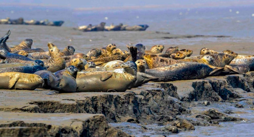 斑海豹:辽宁省辽河口国家级自然保护区