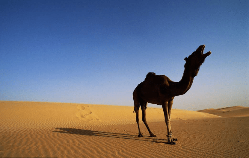 为什么沙漠很缺水，但遇上连降24小时骤雨，却没人开心呢？