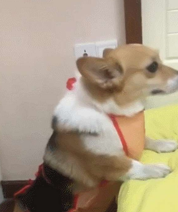 怎么让狗狗叼自己想要的东西 e919d4257ce64f04a7c5c1100d7377a7.jpeg