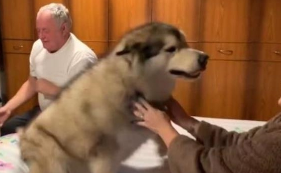 体重|爷爷奶奶来探望阿拉,知道没带礼物后,两只阿拉的反应笑哭主人