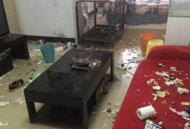 因为主人拎着二哈走,二哈:有本事你放手,我直接跑没影,让你喊!