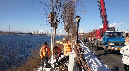 丰满区|吉林市丰满区：今冬植柳200株，来年雾凇俏枝头