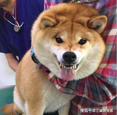 因为|这几种伤害狗狗的方式,别自以为是“爱它”