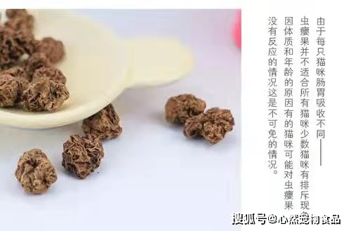 关于猫草 猫薄荷和木天蓼的小知识 猫咪 毛球 食用 全网搜