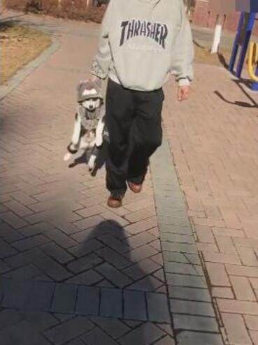 因为主人拎着二哈走,二哈:有本事你放手,我直接跑没影,让你喊!