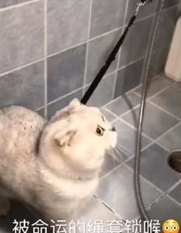 猫咪老婆生孩子，就将猫送到奶奶家寄养，两个月后来接猫时笑到扶墙走