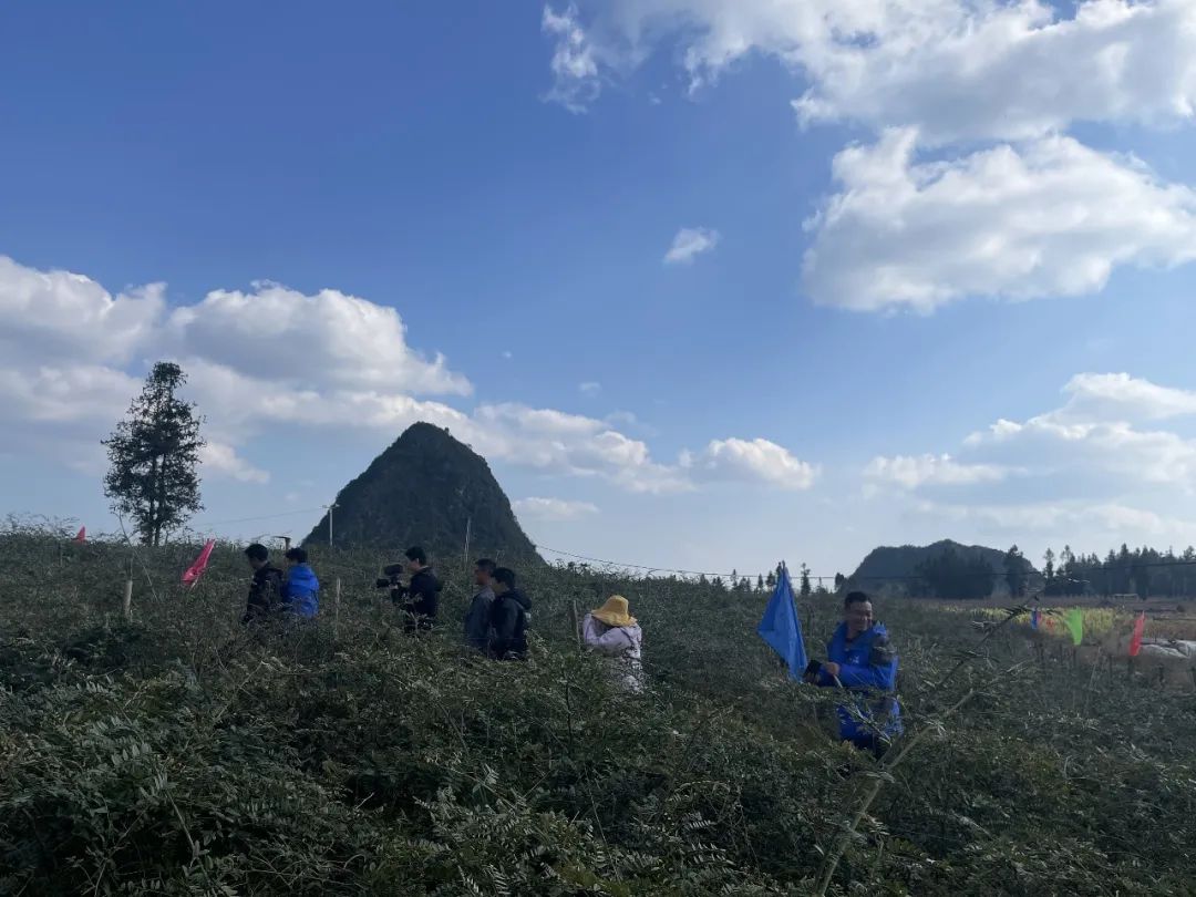 3年时间,老农靠它挣了32套房_程墩儒_山豆根_肥料