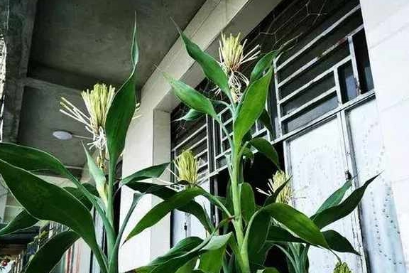 富贵竹怎么养才不会烂根 63bcaef9d3424485a40f65a30ae3ac26.jpeg