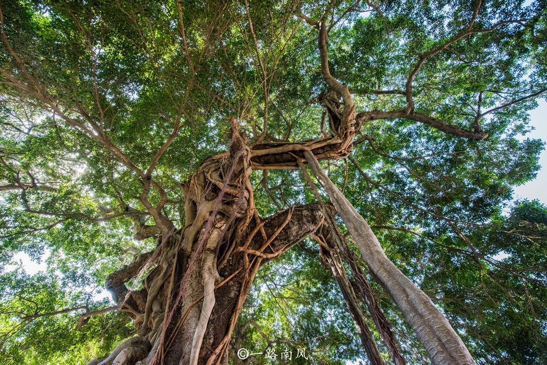 四大|华南唯一的海岛县，仅为广东第四大岛，曾经由广东福建分治