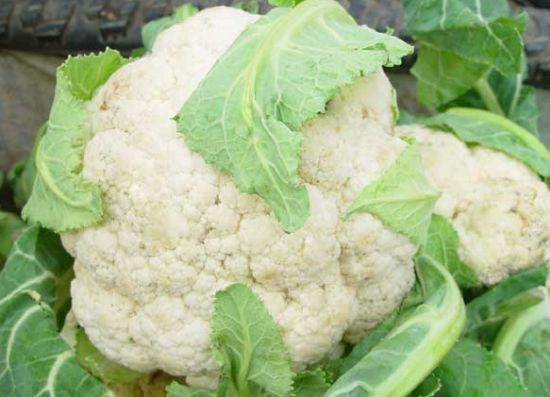 爱吃花菜的人要留意了 花菜居然分白花菜和青花菜 买错差别大 菜花 营养 口感