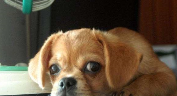 怎么教狗狗趴下的动作 af8cc8db5ef448e1886b95939ed9e3fa.jpeg