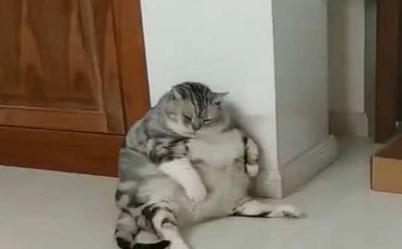 猫咪老婆生孩子，就将猫送到奶奶家寄养，两个月后来接猫时笑到扶墙走